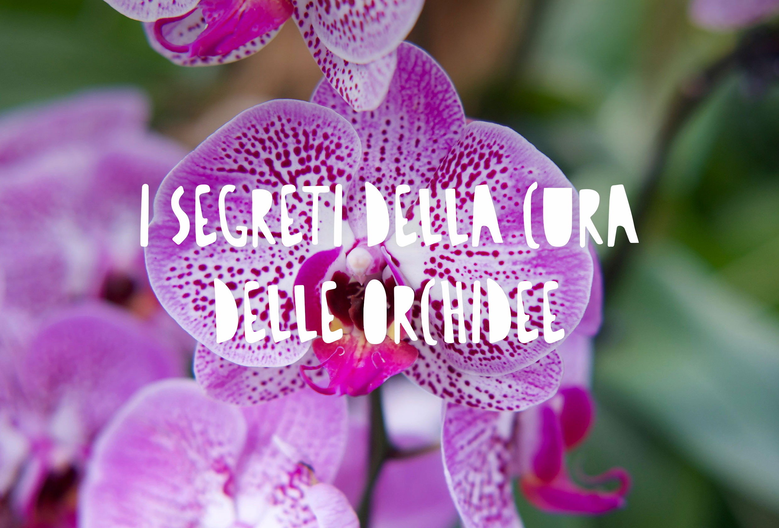 fiore di orchidea rosa